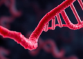 Blood or skin? The starting cell may shape hidden DNA flaws in stem cell lines