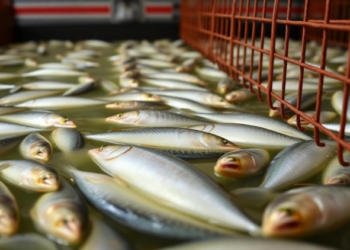 Brewery Waste Turns Cheap Fish Feed in Cage Aquaculture Trial