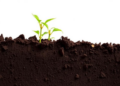 Bringing Soil Back to Neutral: The Hidden pH Fix That Stores Carbon and Boosts Crop Yields