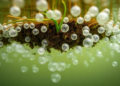 Bubbles From Below: Sedges and Soil Shape Methane Bursts in a Canadian Fen