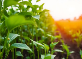 CRISPR Multiplex Editing Emerges as a Master Key for Stress-Resilient Crops