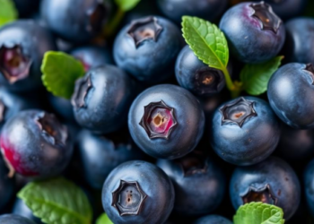 Calcium Balance and Osmotic Potential Hold the Key to Firmer Blueberries