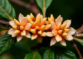 Camphor Tree Seeds Reveal Chemotype Secrets for Healthier Oils