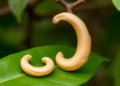 Cashew and Its Wild Cerrado Cousin May Be One and the Same Species