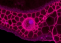 Cell Shape and Position Predict Fate in a Developing Epithelium
