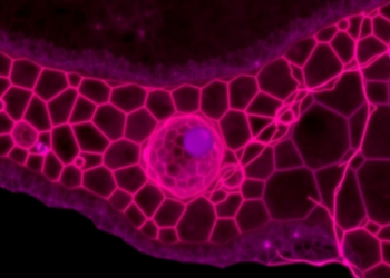 Cell Shape and Position Predict Fate in a Developing Epithelium