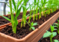 Cheaper Bamboo Vermicompost Fights Seedling Damping-Off in the Greenhouse
