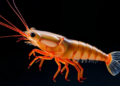 Chimera Crayfish With Two Genomes Stuns Scientists Studying Hybrid Offspring