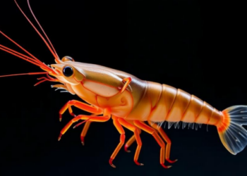 Chimera Crayfish With Two Genomes Stuns Scientists Studying Hybrid Offspring