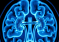 Citrate-Coated Gadolinium Nanoparticles Boost MRI Contrast While Clearing Through Kidneys
