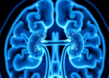 Citrate-Coated Gadolinium Nanoparticles Boost MRI Contrast While Clearing Through Kidneys