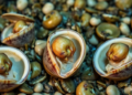 Clam Immunity Decoded: Mannose Receptor RpMR1 Shields Manila Clams From Deadly Vibrio Infection