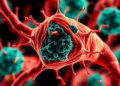 Claudin-1 Helps Prostate Cancer Survive Chemotherapy by Easing Cellular Stress