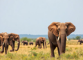 Climate Models Warn East Africa’s Savanna Elephants Could Lose Half Their Habitat by 2050
