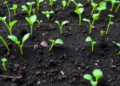 Coal Ash Legacy Rewires Floodplain Soil Microbes and Their Nitrogen Genes