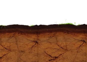 Coastal Bangladesh Soils Reveal Stark Nitrogen Crisis in New Nutrient Maps