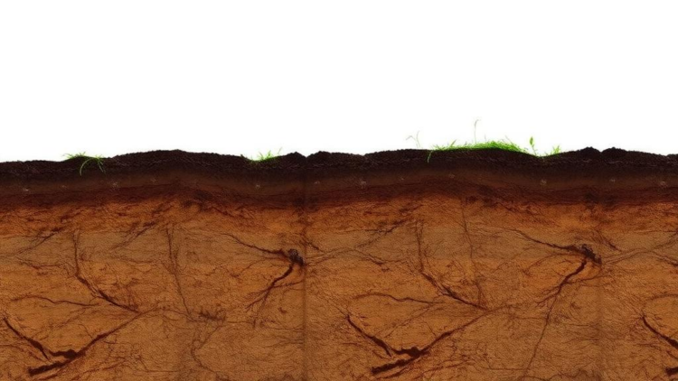 Coastal Bangladesh Soils Reveal Stark Nitrogen Crisis in New Nutrient Maps