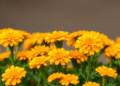 Common Hormone Helps Marigolds Beat Salt Stress, Study Finds