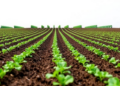 Crop Rotation Alone Won’t Store More Soil Carbon, Landmark Farm Study Finds
