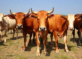 Crossbred Cows Outperform Local Breeds in Ethiopian Highlands, but Feed Costs and Poor Services Hold Farmers Back