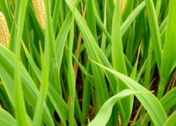 Deep Placement and Legumes Emerge as Top Ways to Boost Nitrogen Efficiency in Maize