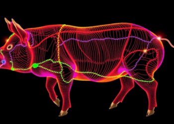 Deep Protein and Gene Maps Reveal How Pig Muscle Fibers Flip From Slow to Fast
