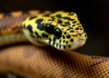 Desert Viper Genomes Reveal Structural Shake-Ups in Venom Genes