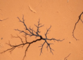 Drone Surveys Reveal Hidden Water Rules Governing Desert Trees in Namib