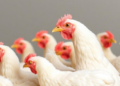 Enzyme Combo Unlocks Canola as Soybean Alternative for Broiler Chickens