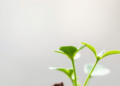 Epigenetic Switch Revealed: How DNA Methylation Shapes a Seedling’s Response to Light