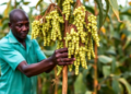 Farmers Reveal What Pigeon Pea Breeding Must Deliver in Northern Ghana