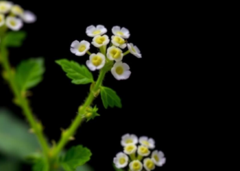 Feverfew Compound Parthenolide Eases Skin Fibrosis by Stabilizing Mitochondria-ER Contacts