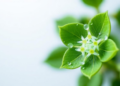 Flower-Shaped Bismuth Catalyst Turns Chlorite Into a Powerful Water Purifier
