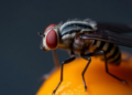 Fruit Fly Study Reveals How the Biological Clock Drives Daily Wakefulness