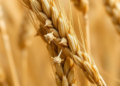 Fungal Growth Machinery Revealed as Weak Point in Devastating Wheat Pathogen