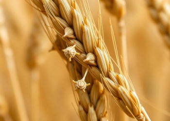 Fungal Growth Machinery Revealed as Weak Point in Devastating Wheat Pathogen
