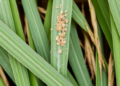 Fungal Molecule on Rice Leaves Reveals New Route to Disease-Resistant Crops