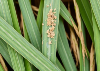 Fungal Molecule on Rice Leaves Reveals New Route to Disease-Resistant Crops