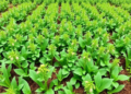 Fungi and Fertilizer Team Up to Boost Forage Yields in Chicory–Clover Intercropping