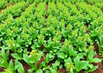 Fungi and Fertilizer Team Up to Boost Forage Yields in Chicory–Clover Intercropping
