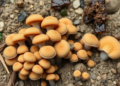 Fungi in Chinese mangrove sediments assemble in ways that shift with scale