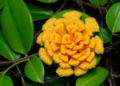 Fungus Hidden in Mangrove Leaves Wields Powerful Weapons Against Drug-Resistant Bacteria