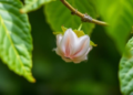 Gamma Rays Supercharge Mulberry Leaves, Boosting Silk Cocoon Yields in New Study