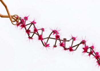 Genetic Treasure Trove Revealed in India’s Amaranth Collection