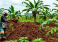 Ghanaian cocoa farmers shun compost and biochar simply because nobody told them