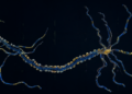 Giant Molecular Threads Supercharge Neuron Growth