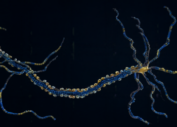 Giant Molecular Threads Supercharge Neuron Growth