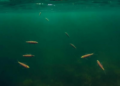 Gill Parasites Reveal Hidden Ecological Rules in a Dammed Amazonian River