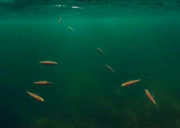 Gill Parasites Reveal Hidden Ecological Rules in a Dammed Amazonian River