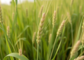 Goatgrass Study Resolves a Century-Old Puzzle in Wheat’s Wild Ancestor